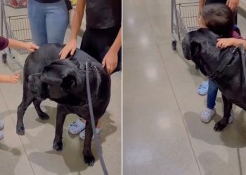 Video: Big Dog & Little Girl Have a Sweet Meet Cute in Supermarket Aisle
