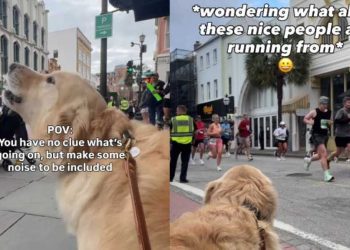 Golden Retriever Cheers on Marathon Runners Just To Be Included