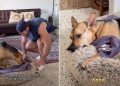 Video: Rescue Pup Sleeps With Owner’s Shirt While He Is Not Home