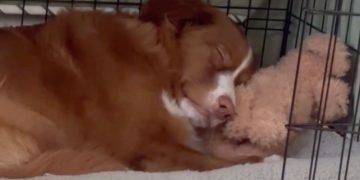 Video: Pet Dog Is ‘Most Perfect’ in the World to Owner