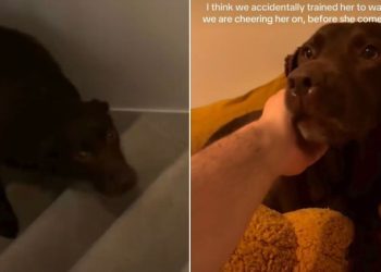 Video: Tripod Labrador Shows Dad She’s Good at Climbing Stairs