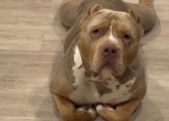 American Bully Goes Viral for Lying Down Like a Cat