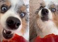 Dog Munching on Bell Pepper Makes for Best ASMR Video