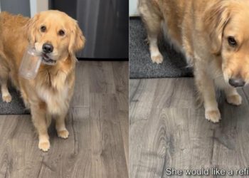 Video: Golden Retriever Comes Prepared to Ask for More Peanut Butter