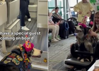Border Collie Gets a Special Birthday Celebration on Flight Journey