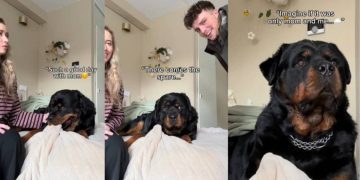 Video: Dog’s Face Changes After Dad Joins Him & Mom