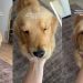 Video: Owner Shares Feeling of Waking up to Golden Retriever