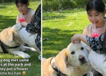 Video: Golden Retriever Getting Love From Strangers Pauses to Smile at Owner