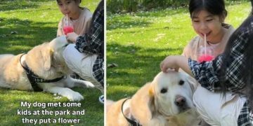 Video: Golden Retriever Getting Love From Strangers Pauses to Smile at Owner