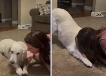Rescue Dog Wipes Owner’s Kisses in Heartwarming Video