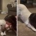 Rescue Dog Wipes Owner’s Kisses in Heartwarming Video