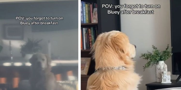 Golden Retriever Stares at Blank TV After Morning Routine Goes Wrong