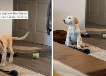 Video: Puppy Runs to Owner the Moment He Realizes Where She Is