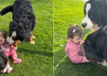 Video: Big Dogs Make Tiny Human Giggle as They Play in the Grass