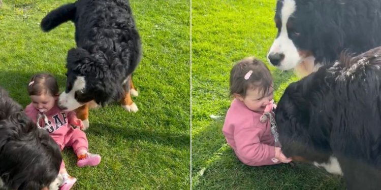 Video: Big Dogs Make Tiny Human Giggle as They Play in the Grass