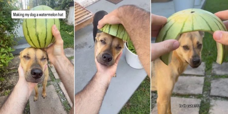 Rescue Dog Isn’t Thrilled About the Watermelon Helmet Dad Made for Him