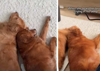 Golden Retriever Comforts Her Brother Crying in His Sleep