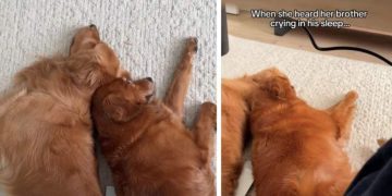 Golden Retriever Comforts Her Brother Crying in His Sleep