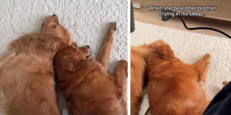 Golden Retriever Comforts Her Brother Crying in His Sleep