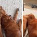 Golden Retriever Comforts Her Brother Crying in His Sleep