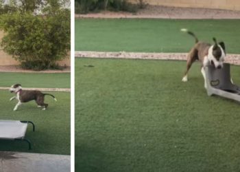 Video: Adopted Shelter Dog’s Solo Playtime Melts Hearts
