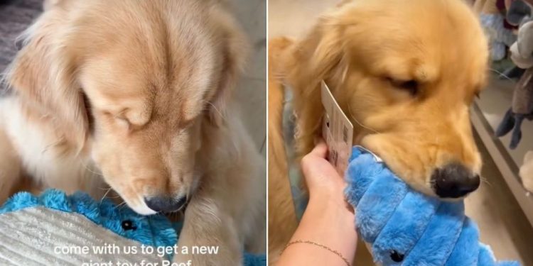 Video: Golden Retriever Goes Shopping for New Toy