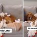 Video: Owner Shows What Dog Does to New Toy in Seconds