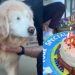 Senior Dog Is Too Excited as He Celebrates 12th Birthday