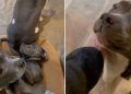 Video: Staffy Turns Furry Sibling Into Furniture