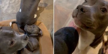 Video: Staffy Turns Furry Sibling Into Furniture