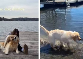 Video: Owner Documents Dog & Puppy’s Lake Day Adventures