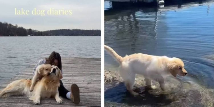Video: Owner Documents Dog & Puppy’s Lake Day Adventures
