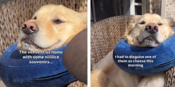 Video: Owner Treats Dog’s Injury With Cheese but There’s a Catch