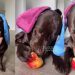 Labrador Puppy Eating Apple Makes for Cutest Video