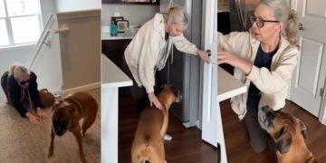 Dog Lets Grandma Know Exactly What She’s Unhappy About During Visit
