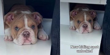 Puppy Finds New ‘Hiding Spot’ & It’s Super Cute
