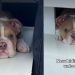Puppy Finds New ‘Hiding Spot’ & It’s Super Cute