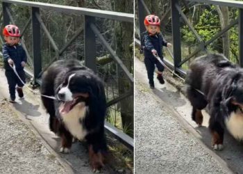 Bernese Mountain Dog Adorably Leads Little Boy During Walk