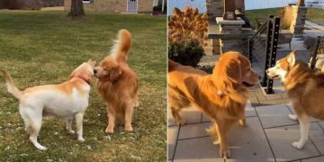 Golden Retriever’s Search for Love Is Not Going Well