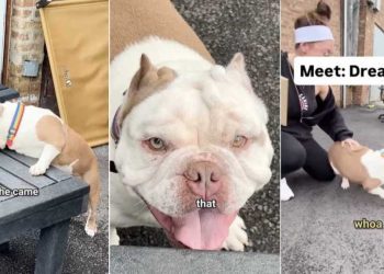 Shelter Dog Is Actually a Little Potato Waiting To Find Love & a Home