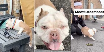 Shelter Dog Is Actually a Little Potato Waiting To Find Love & a Home