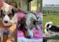 Rescue Dog Learns To Walk Again & Finally Finds His Happily Ever After