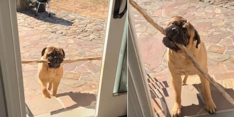 Dog’s Third Attempt To Bring Big Stick Home Ends Hilariously