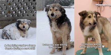 Stray Dog Rescued From Snowstorm After Chance Encounter Finds a Family