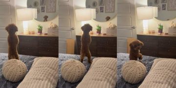 Tiny Dog Has Adorable Reaction To Own Reflection in Mirror