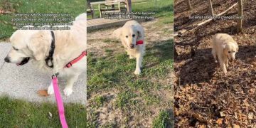 Senior Golden Retriever Once Scared To Be in Public Has Come So Far Now