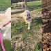 Senior Golden Retriever Once Scared To Be in Public Has Come So Far Now