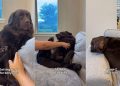Owner Reveals Labrador’s Different Stages of Belly Rubs