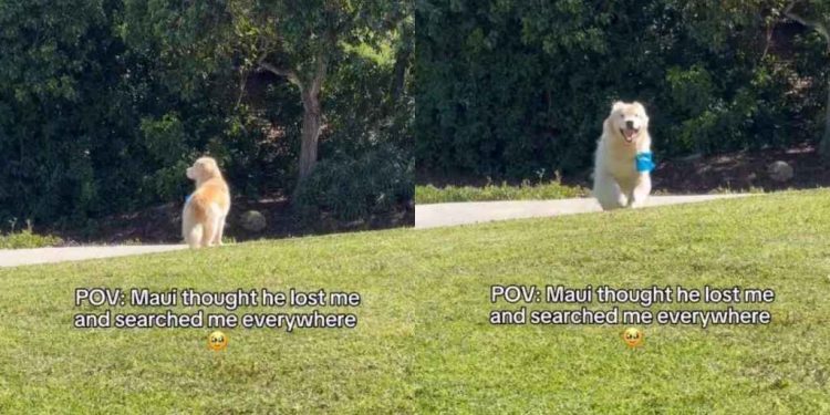 Golden Retriever Thinks He Lost Mom, Then Sees Her & Comes Running