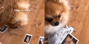 Dog Adorably Chooses V as His Favorite BTS Member